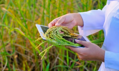 Note de veille Agroalimentaire – Spéciale Ingénieristes 